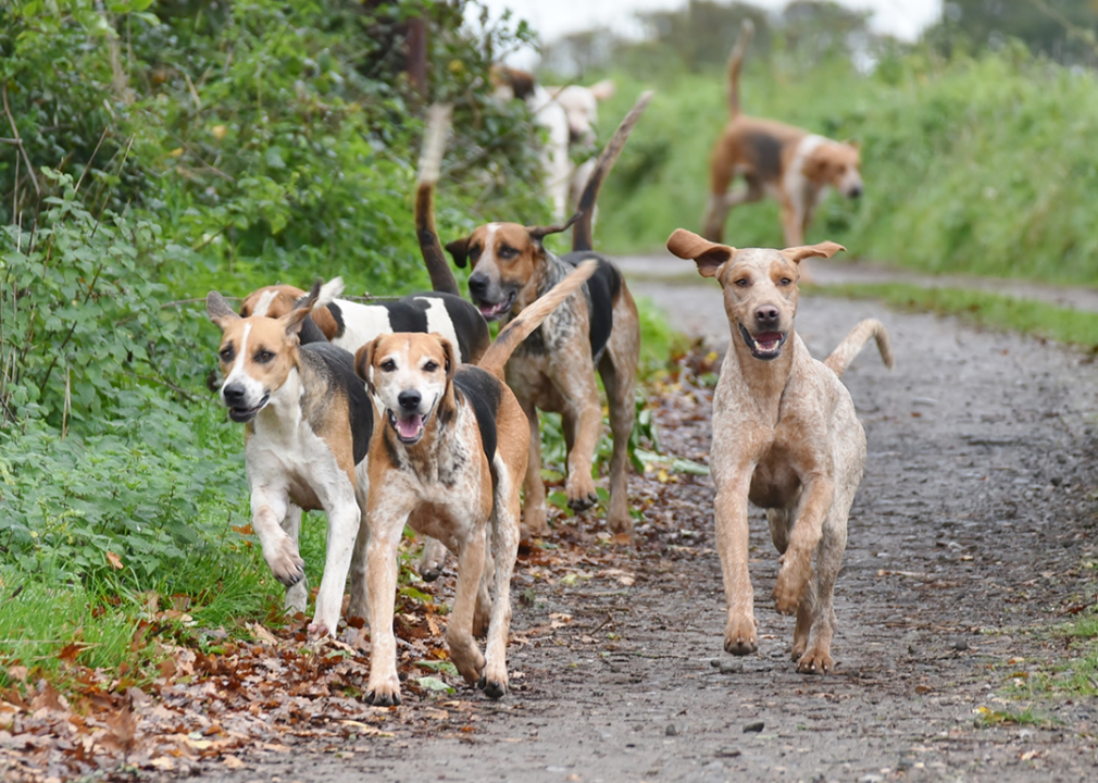 #1. English foxhound